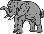 Elephant 7